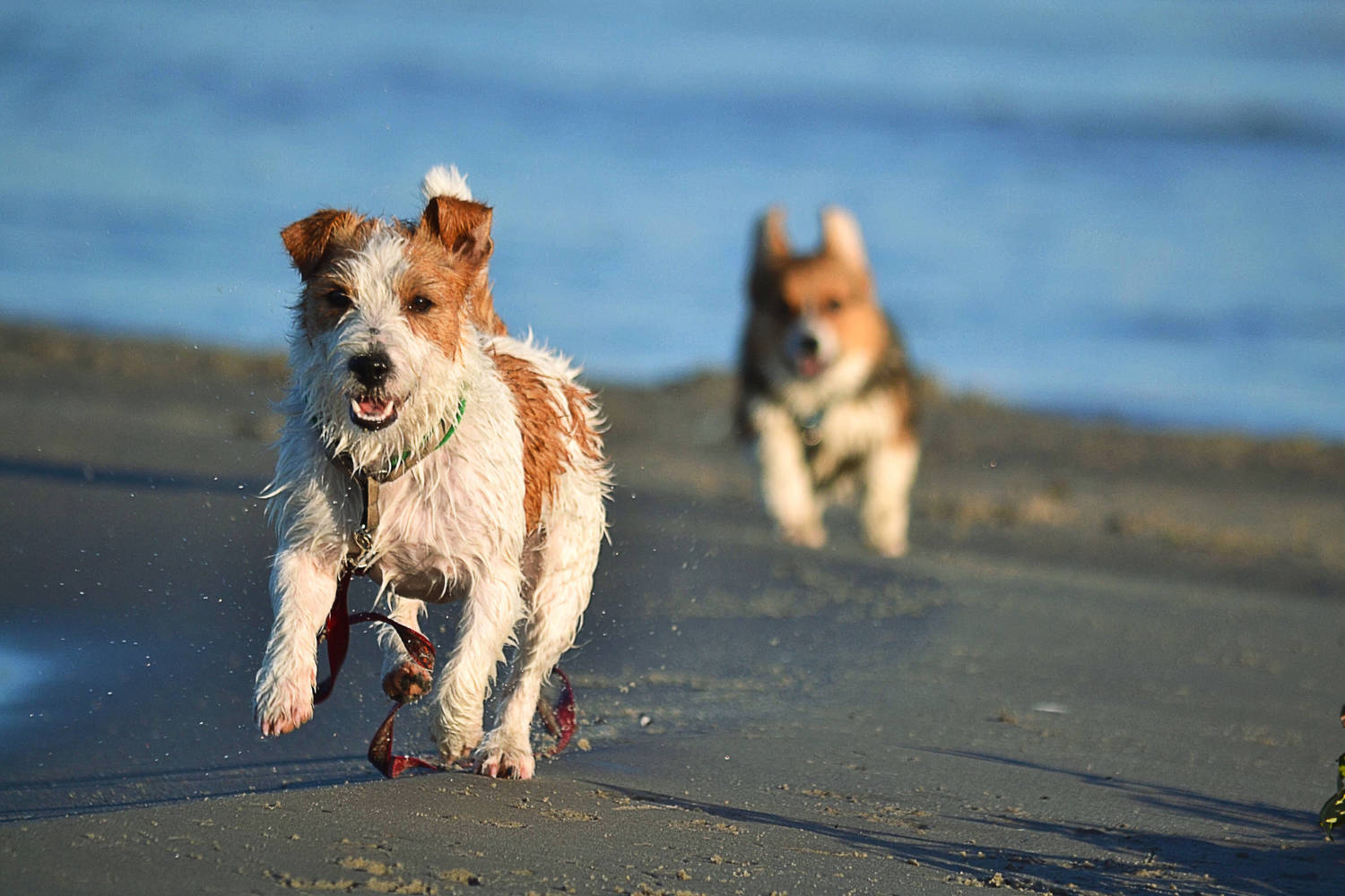 10 playas para ir con perros este verano