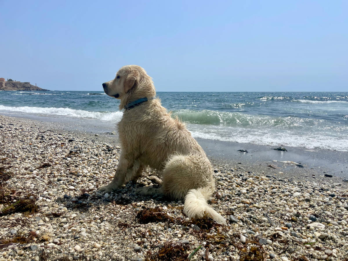 Perro golden retriever en Cala Invencible, en la costa de Cuevas del Almanzora